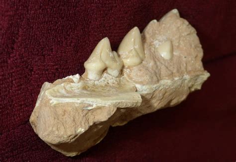 Extinct Hyena Upper Jaw W Teeth Miocene Fossil Carnivore Thalassictis