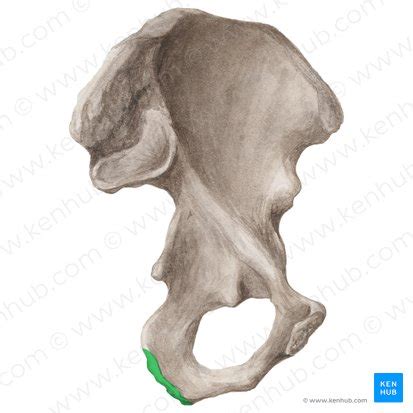 Ischial tuberosity: anatomy, structure and function | Kenhub