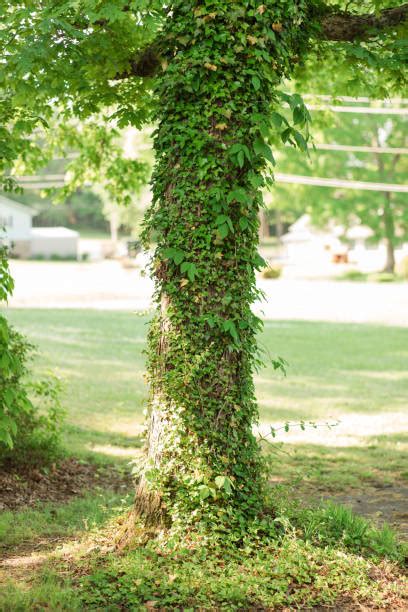 Tropical Flowering Vines Stock Photos Pictures And Royalty Free Images