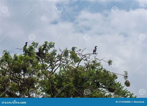 Birds on Display in the Karanji Nature Park and Lake in Mysuru ...