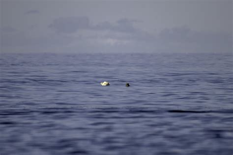 Un estudio advierte de la desaparición de los osos polares en la Bahía