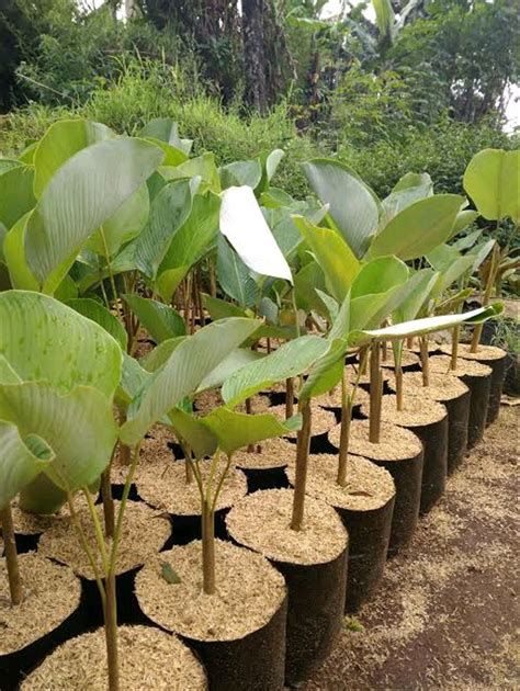 Jual Tanaman Hias Kalatea Pisang Calathea Lutea Di Lapak Chavid Farm