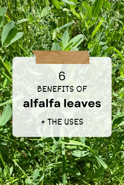 Health Benefits Of Using Alfalfa Leaves Plus How To Use It