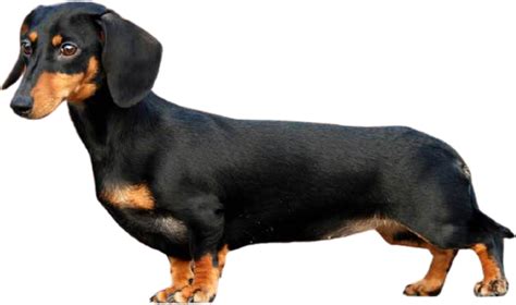 Dachshund Breed Companion Long Playful Png