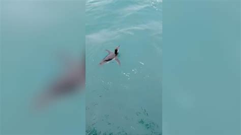 Pinguim nada perto de pescadores no litoral de SP VÍDEO