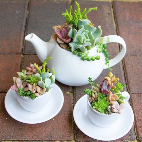 Me Gusta Comentarios Charming Succulents Perth Wa