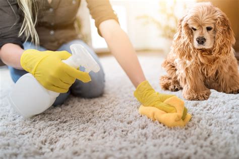 How To Remove Stubborn Pet Stains From Carpet Petcloud