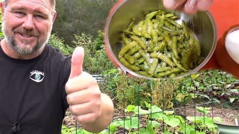 Edamame Plant