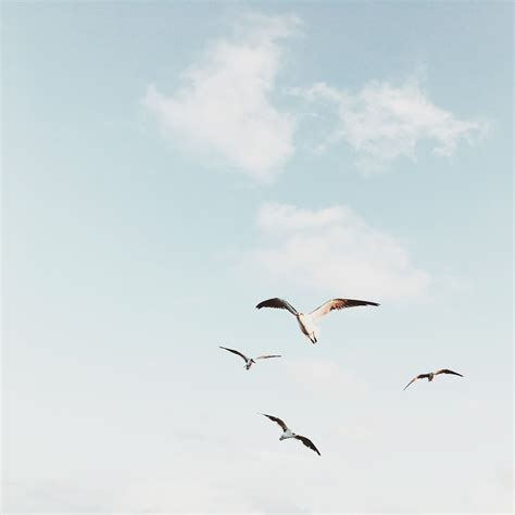 Two White Birds Flying Under Cloudy Sky · Free Stock Photo