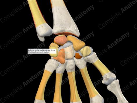 Palmar Surface of Capitate Bone | Complete Anatomy