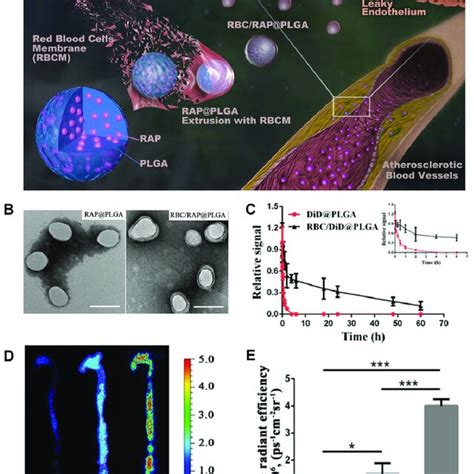 Rbcm Coated Nanoparticles Rbc Rap Plga For Treatment Of As A