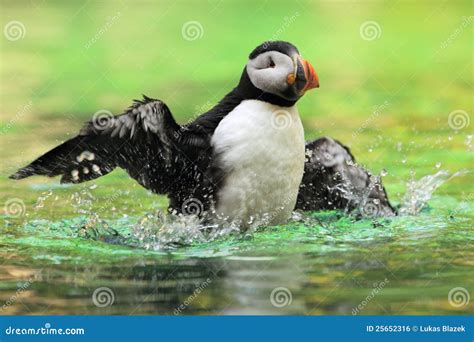 Atlantic Puffin Royalty Free Stock Image Image 25652316