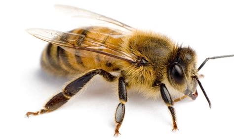 drone  worker bee  key differences bee professor