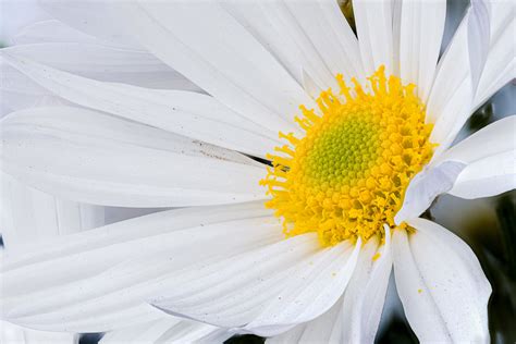 Margherita Gigante Leucanthemum Spp Focus Stacking Heli Flickr