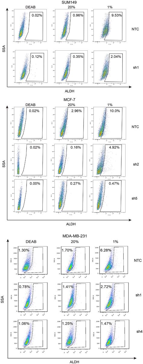 Correction For Lan Et Al Hypoxia Inducible Factor 1 Dependent Expression Of Adenosine Receptor