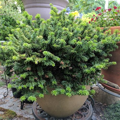 Abies Balsamea Piccolo Dwarf Balsam Fir Tree Piccolo In GardenTags