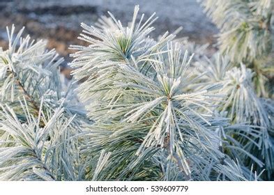 Detail Frostbitten Plants Winter Stock Photo 539609779 | Shutterstock