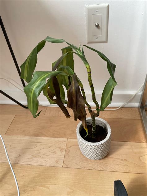 Clueless On Dracaena My Plant Is Still Growing Leaves But How Can