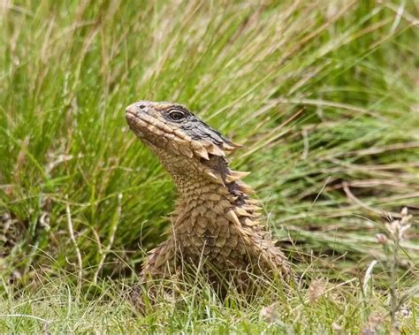 Smaug giganteus - Fatos, dieta, habitat e fotos em Animalia.bio