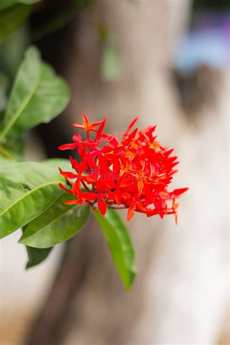 Red Ixora Flower Beauty in Nature Stock Photo - Image of blooming, leaf ...