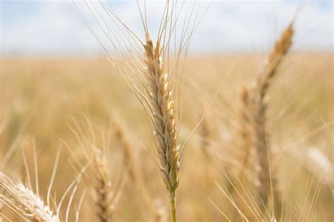 Growing Wheatgrass How To Plant Grow And Harvest This Nutritional