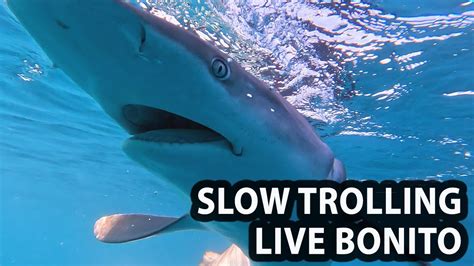 Slow Trolling Live Bonito YouTube