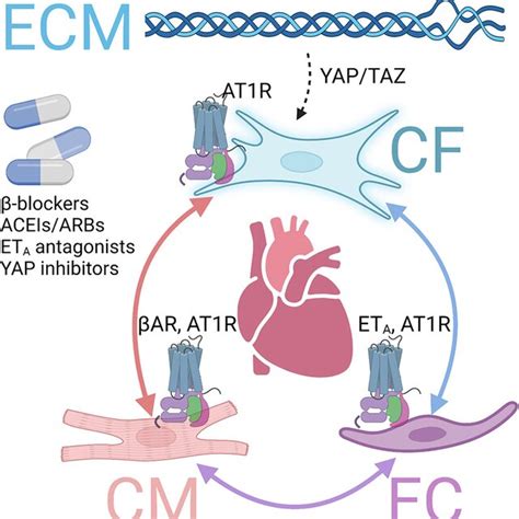 Gpcrs Involved In Fibrosis Via Crosstalk Mechanisms Several Gpcrs