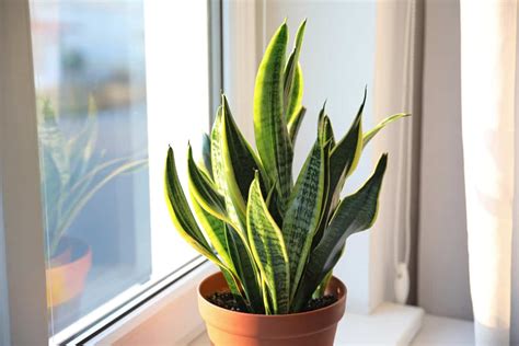 Snake Plant Flower Stalk Emikoeliyana