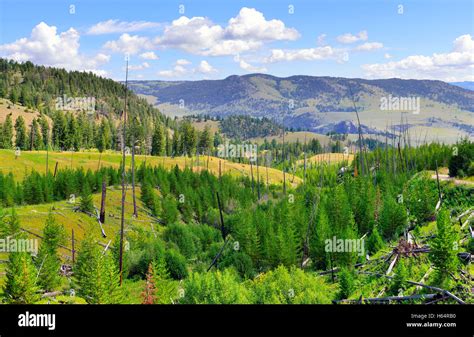 Blacktail Plateau In Yellowstone National Park Wyoming In Summer Stock