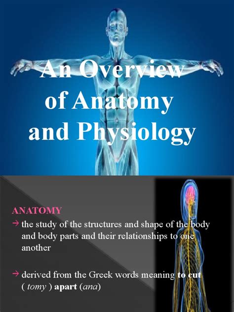 Overview of Anatomy and Physiology Lesson 1 | PDF