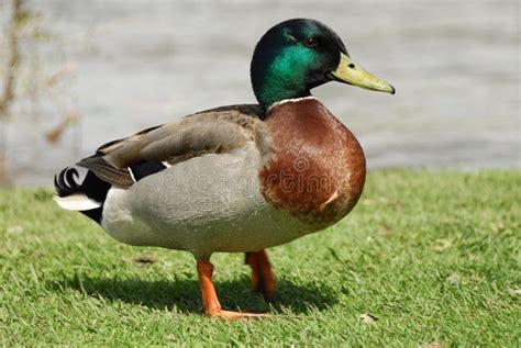 Mallard Drake Stock Image Image Of Walking Duck Male 19826863