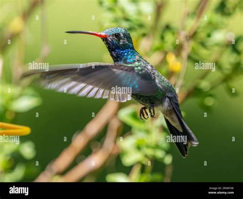 An Adult Male Broad Billed Hummingbird Cynanthus Latirostris Magicus