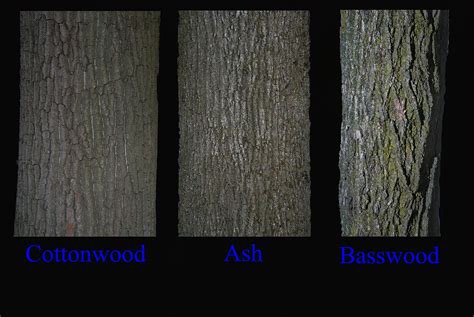 Basswood Tree Bark