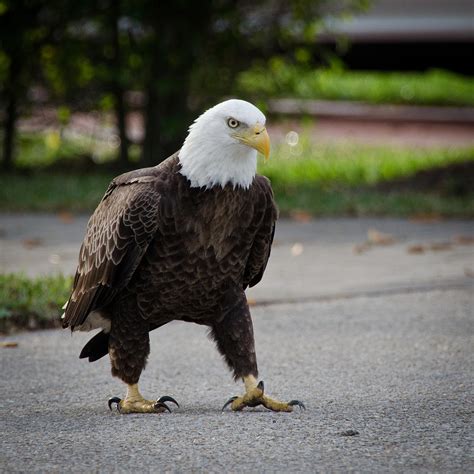 Eagle Walking Photograph By Bill Martin