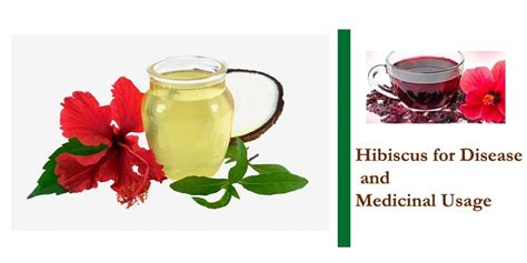 Hibiscus Uses And Benefits