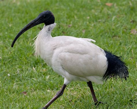 Australian White Ibis Threskiornis Moluccus Ibis Funny Birds