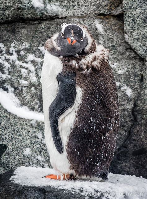 Antarctica Wildlife | Hawke Photography