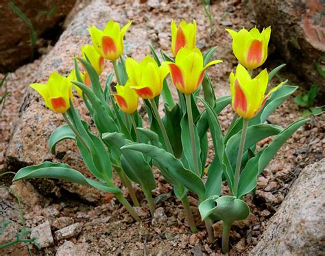 Greentours Natural History Holidays - Tajikistan & Uzbekistan