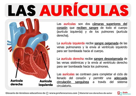 Qu Son Las Aur Culas Definici N De Aur Cula