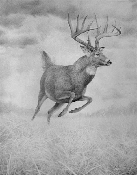 Whitetail Deer Sketch at PaintingValley.com | Explore collection of ...