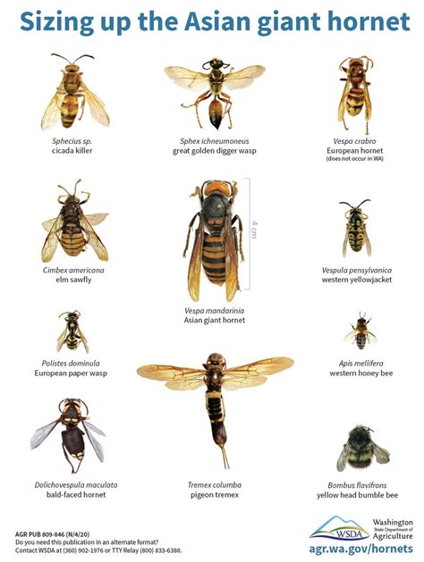 No Americans Do Not Need To Panic About Murder Hornets Smithsonian