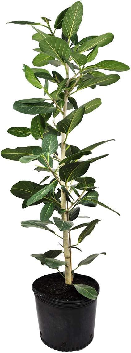 Ficus Audrey Column Live Plant In A 10 Inch Pot Ficus