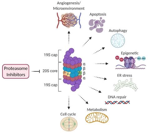 Cancers Free Full Text The Landscape Of Signaling Pathways And Proteasome Inhibitors