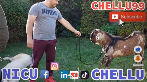 A Talented And Cunning Goat Put On Scammers Romanian 🇹🇩 Animals Youtube