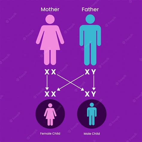 Determinación Del Sexo En Humanos Cromosoma X E Y Herencia Genética