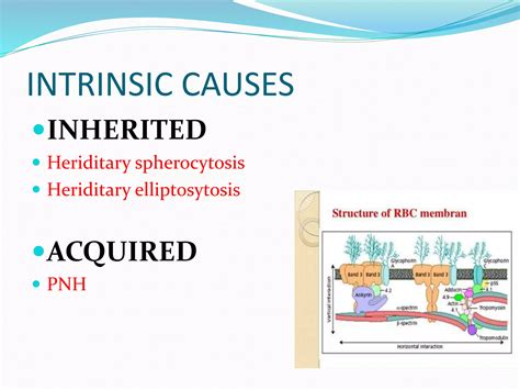 Approach To A Patient With Hemolytic Anaemia Ppt