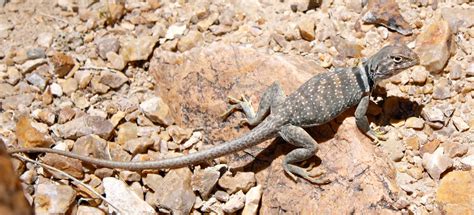 Mojave Brad: My Lizard Photo Collection