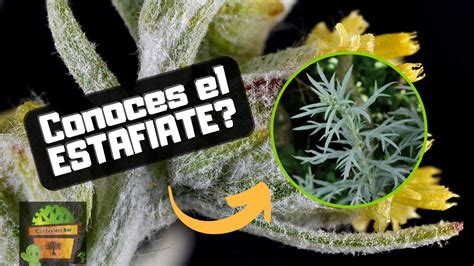 ESTAFIATE Esta Planta Tiene Grandes Beneficios Artemisia