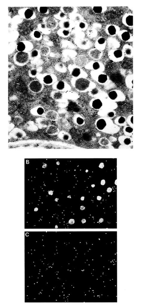 Recognition Ofhsp Related Protein S Associated With Microtubule Like