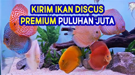 Kirim Ikan Discus Premium Discus Fish Main Ikan Channel Mic Youtube